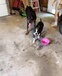 Found/Stray Male Dog last seen Alpha and Tilden , Brownsburg, IN 46112