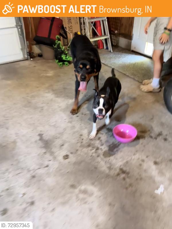 Found/Stray Male Dog last seen Alpha and Tilden , Brownsburg, IN 46112