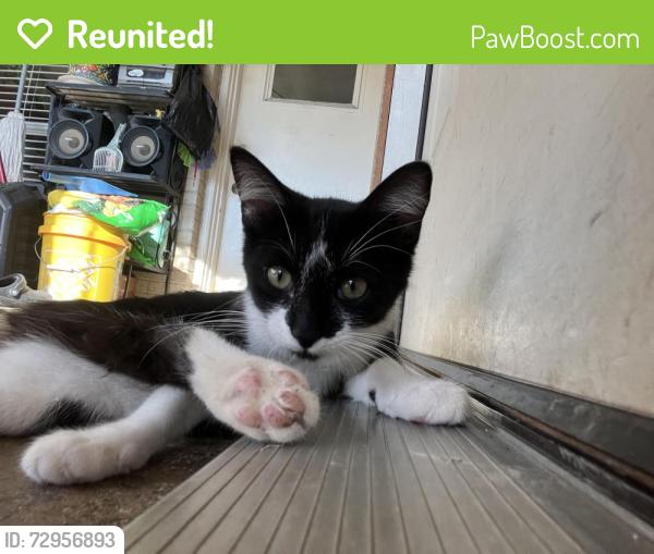 Reunited Female Cat last seen Donna between  Crosby and Fyke, Carrollton, TX 75006