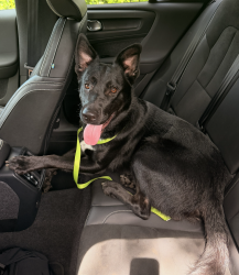 Reunited Male Dog last seen Miami Shores Athletic Field , Miami Shores, FL 33150