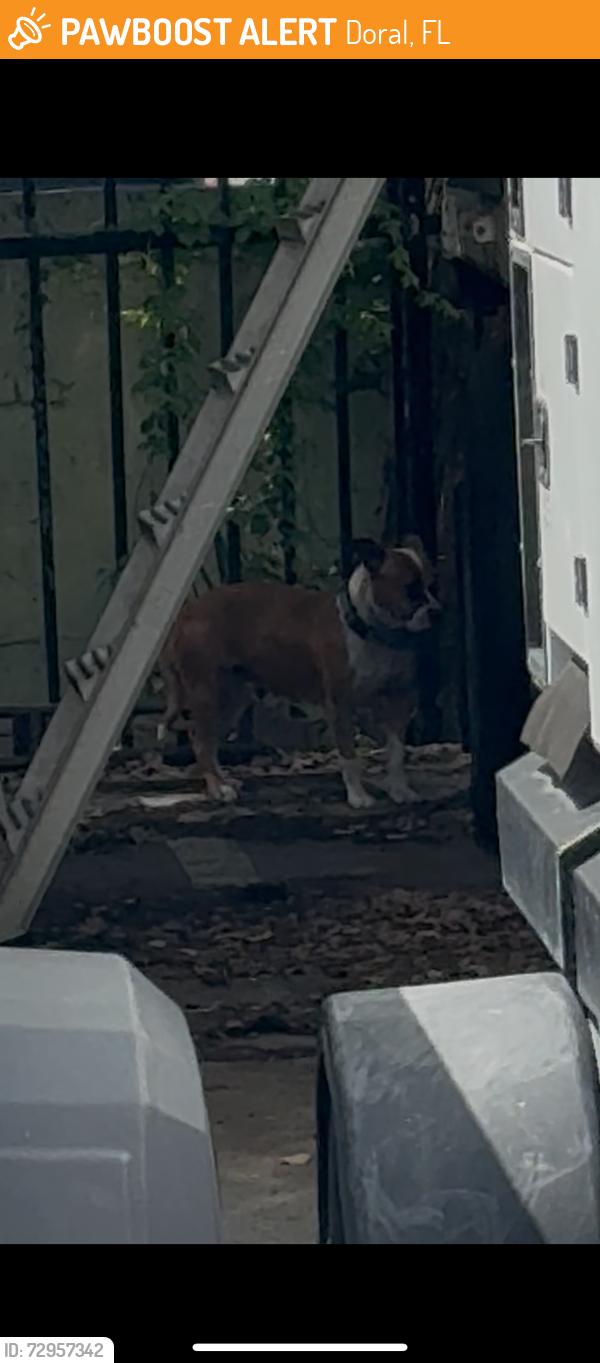 Found/Stray Unknown Dog last seen By the Miami dade animal shelter doral, Doral, FL 33166