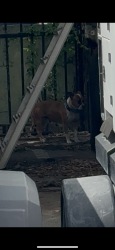 Found/Stray Unknown Dog last seen By the Miami dade animal shelter doral, Doral, FL 33166