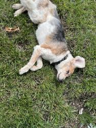 Found/Stray Male Dog last seen Lee Summit Road and 23rd St., Independence, MO 64055