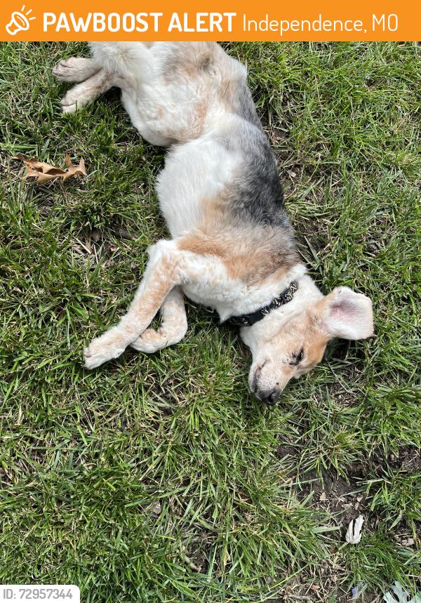 Found/Stray Male Dog last seen Lee Summit Road and 23rd St., Independence, MO 64055