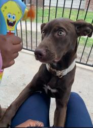 Lost Female Dog last seen West rd, Houston, TX 77065