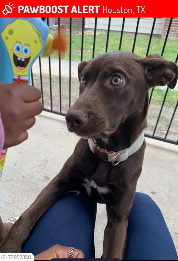 Lost Female Dog last seen West rd, Houston, TX 77065