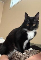 Lost Female Cat last seen Fairlynn x Esperanza, Yorba Linda, CA 92886