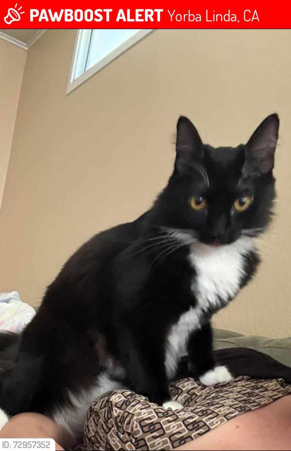 Lost Female Cat last seen Fairlynn x Esperanza, Yorba Linda, CA 92886