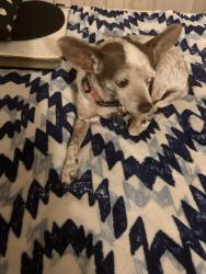 Reunited Female Dog last seen Decatur and Doe, Las Vegas, NV 89146