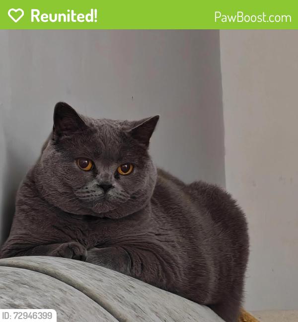 Reunited Female Cat last seen Orchard Mill, Kent, England ME20 6ZL