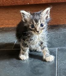 Shelter Stray Male Cat last seen E 105th St & Wallace Ave, KCMO, 64134, 64134, MO, Kansas City, MO 64132