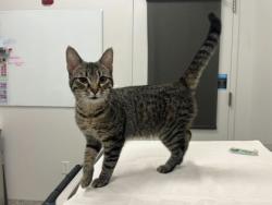 Shelter Stray Female Cat last seen 10318E 42nd Street, 64133, MO, Kansas City, MO 64132