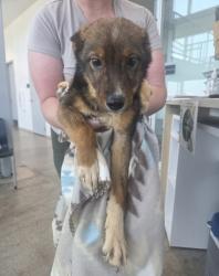 Shelter Stray Male Dog last seen Fort Worth, TX 76179, Fort Worth, TX 76119