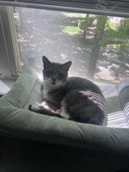 Reunited Male Cat last seen Switchyard dr, Cornelius, NC 28031