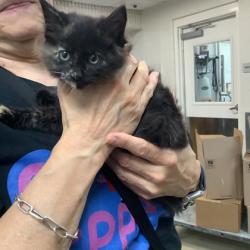 Shelter Stray Female Cat last seen Fort Worth, TX 76116, Fort Worth, TX 76119
