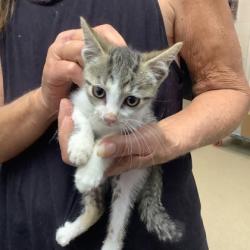 Shelter Stray Female Cat last seen Fort Worth, TX 76116, Fort Worth, TX 76119