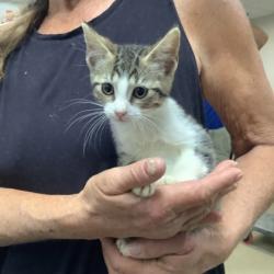 Shelter Stray Female Cat last seen Fort Worth, TX 76116, Fort Worth, TX 76119