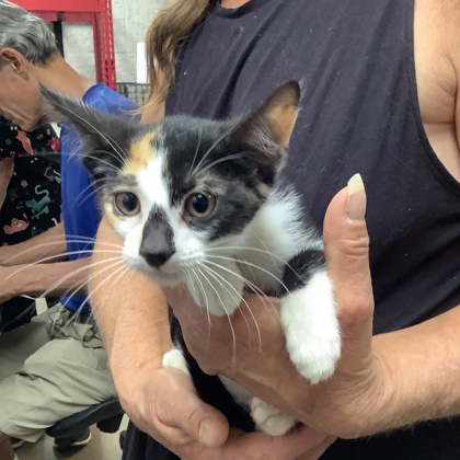 Shelter Stray Female Cat last seen Fort Worth, TX 76116, Fort Worth, TX 76119