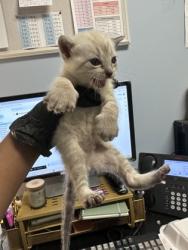 Shelter Stray Male Cat last seen Near Red Cedar Trial Stone Mountain, 30083, 30083, GA, Atlanta, GA 30341