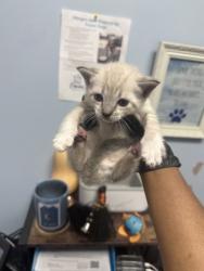Shelter Stray Male Cat last seen Near Red Cedar Trial Stone Mountain, 30083, 30083, GA, Atlanta, GA 30341
