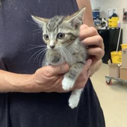 Shelter Stray Female Cat last seen Fort Worth, TX 76116, Fort Worth, TX 76119