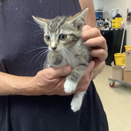 Shelter Stray Female Cat last seen Fort Worth, TX 76116, Fort Worth, TX 76119