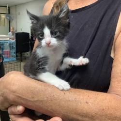 Shelter Stray Male Cat last seen Fort Worth, TX 76116, Fort Worth, TX 76119