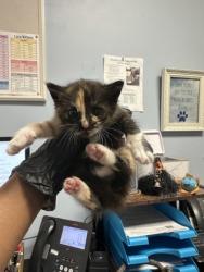 Shelter Stray Female Cat last seen Near Red Cedar Trial Stone Mountain, 30083, 30083, GA, Atlanta, GA 30341