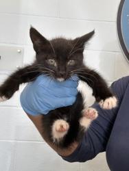 Shelter Stray Male Cat last seen woodlawn middle school, 70817, LA, Baton Rouge, LA 70820