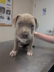 Shelter Stray Female Dog last seen Los Lunas, NM 87031, Los Lunas, NM 87031