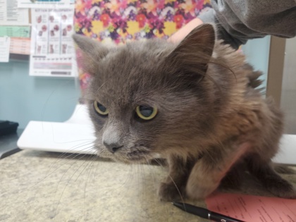Shelter Stray Male Cat last seen South Reynolds, 43616, OH, Maumee, OH 43537