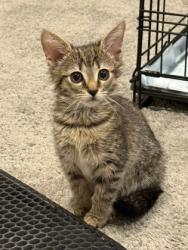 Shelter Stray Female Cat last seen Near W Northern Pkwy Unit 713 Balt., MD 21211, 21211, MD, Baltimore, MD 21230