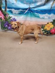 Shelter Stray Female Dog last seen Near 3 Bridges Rd #20, 29642, Anderson County, SC, Anderson, SC 29622
