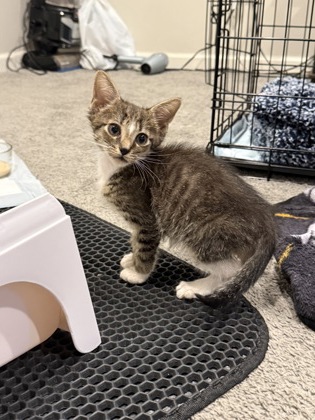 Shelter Stray Male Cat last seen Near W Northern Pkwy Unit 713 Balt., MD 21211, 21211, MD, Baltimore, MD 21230
