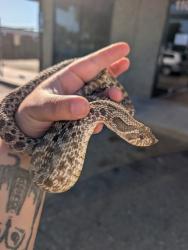 Shelter Stray Female Snake last seen Near Folsom, Rancho Cordova, CA, Sacramento, CA 95828