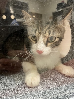 Shelter Stray Male Cat last seen Duncanville, TX 75116, Cedar Hill, TX 75104