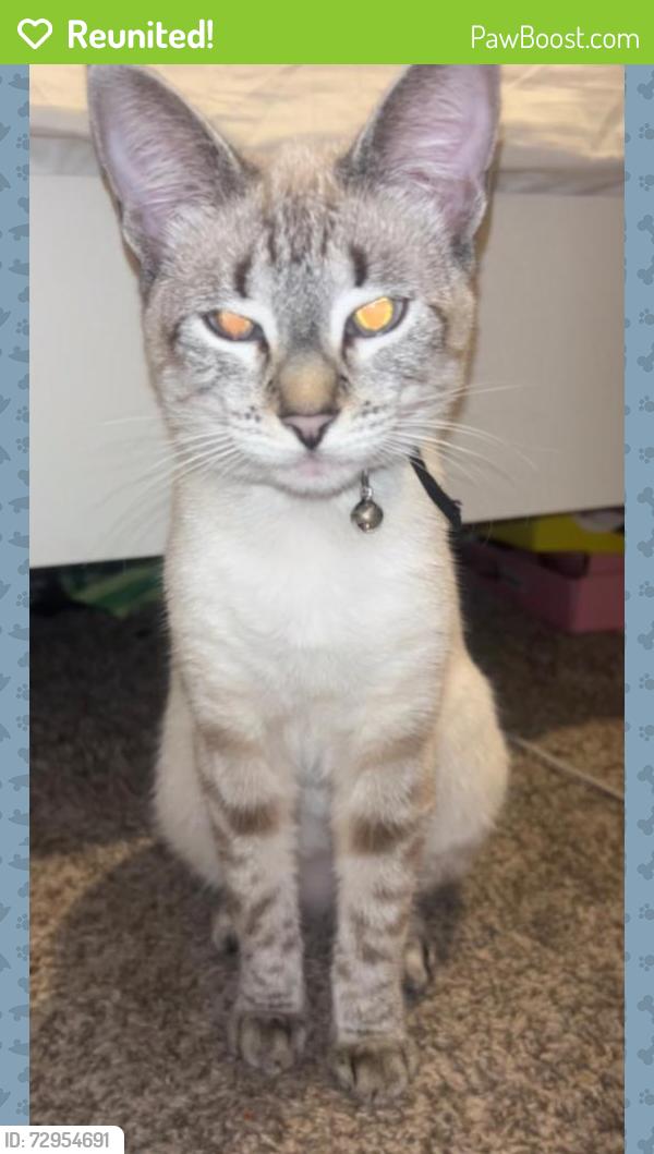 Reunited Female Cat last seen Near Sandhillway , Panama City, FL 32404