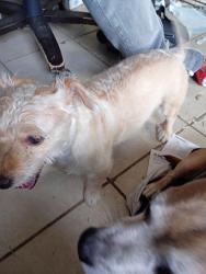 Reunited Male Dog last seen Riverside Park Rd and Forest City road , Lockhart, FL 32810