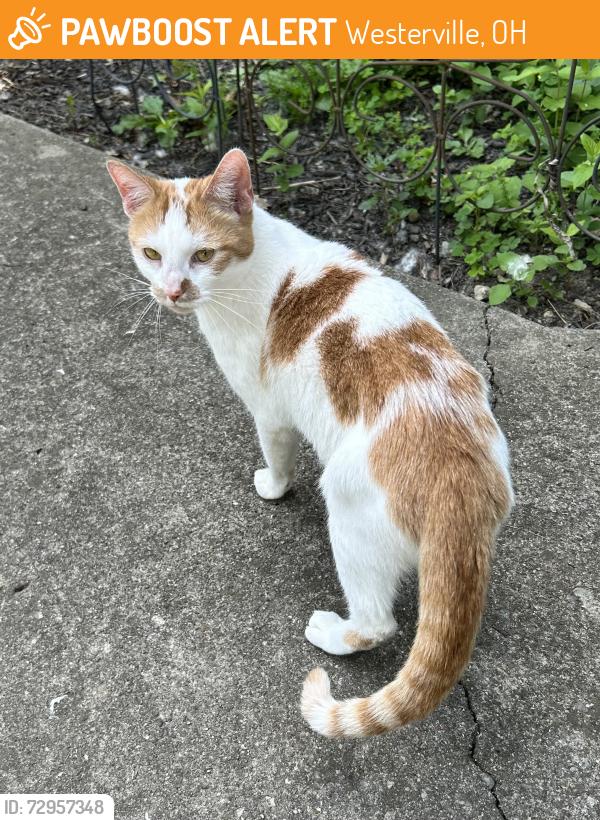 Found/Stray Female Cat last seen Spring Rd between Schrock and Walnut, Westerville, OH 43081