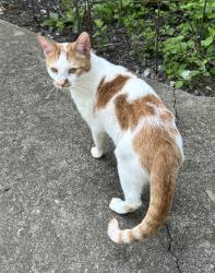 Found/Stray Female Cat last seen Spring Rd between Schrock and Walnut, Westerville, OH 43081