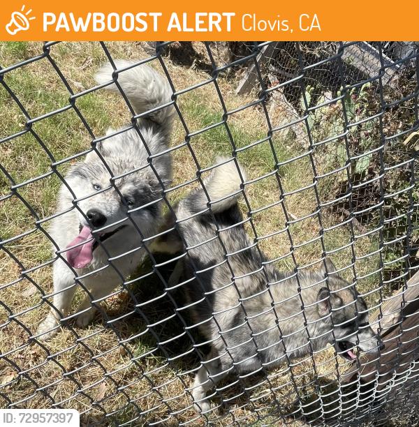 Found/Stray Male Dog last seen Old town clovis, Clovis, CA 93612