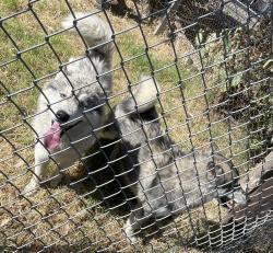 Found/Stray Male Dog last seen Old town clovis, Clovis, CA 93612