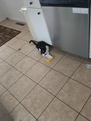 Lost Male Cat last seen Forest Drive, Norman, OK 73069