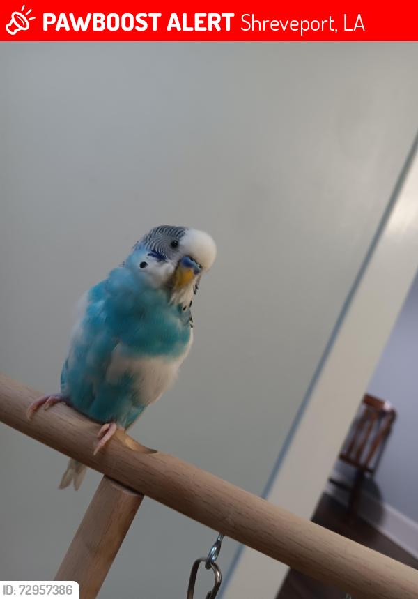 Lost Male Bird last seen Dalzell/scovell ct, Shreveport, LA 71101