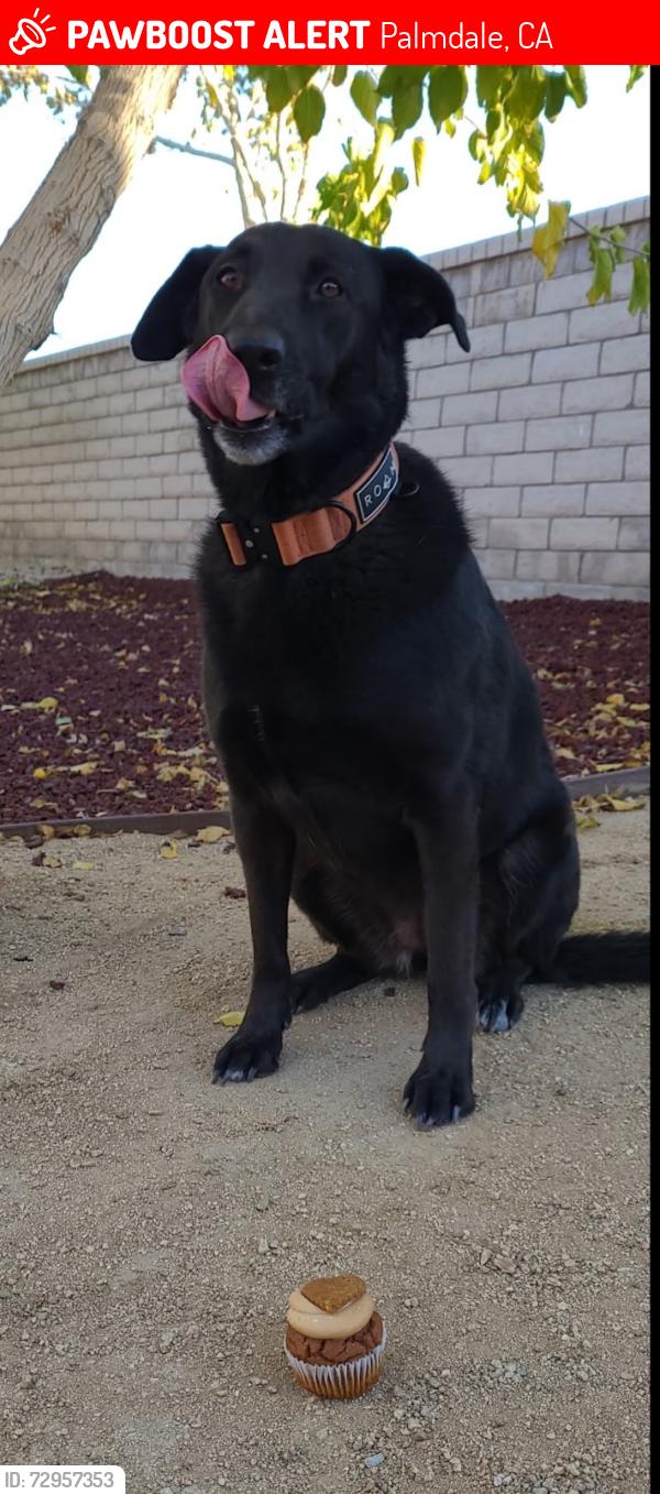 Lost Female Dog last seen 65th Street East and R-8 in Palmdale Ca, Palmdale, CA 93552