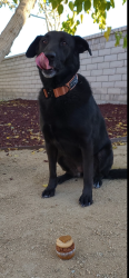 Lost Female Dog last seen 65th Street East and R-8 in Palmdale Ca, Palmdale, CA 93552