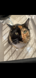 Lost Female Cat last seen Windsong, Prescott Valley, AZ 86314