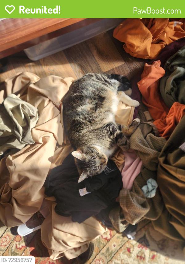 Reunited Female Cat last seen Brickyard Baptist Church, Powell, TN 37849