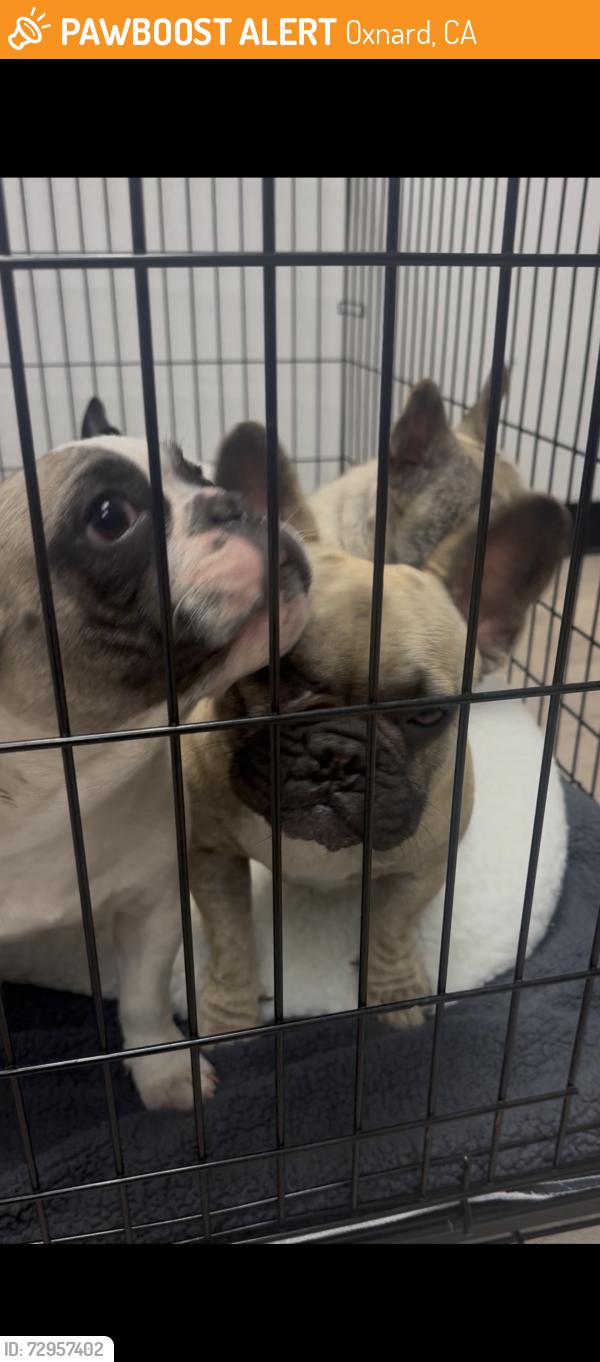 Found/Stray Unknown Dog last seen Oxnard high , Oxnard, CA 93030