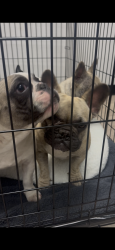 Found/Stray Unknown Dog last seen Oxnard high , Oxnard, CA 93030